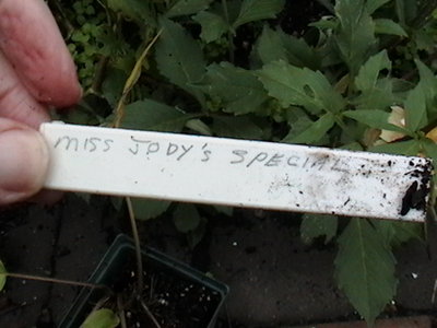 Miss Jody's Special - October 13, 2011