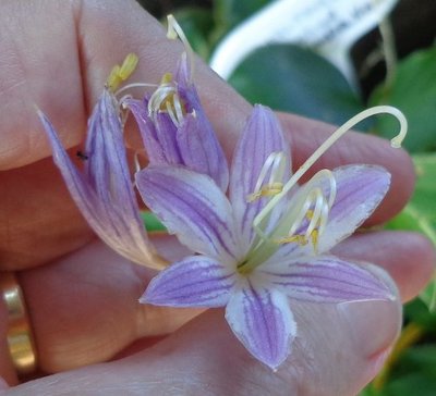 Satin Bloomers - July 18, 2013