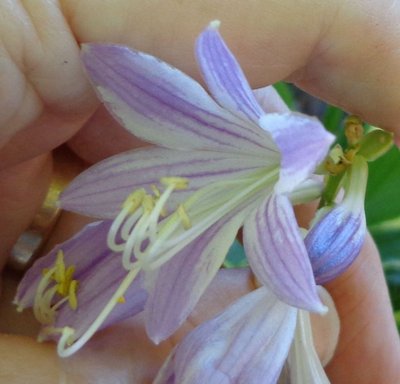 Satin Bloomers - August 2, 2013