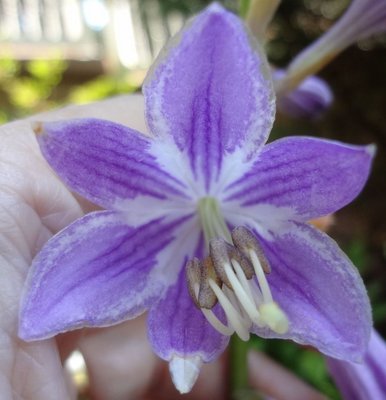 Purple Bouquet - June 30, 2012