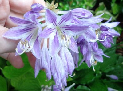 Purple Bouquet - July 13, 2013