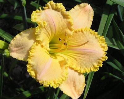 P-16-B {S-414 Annette's Magic x Wonder Of It All) X Lemon Fringed Pastel} (28) (Small).JPG