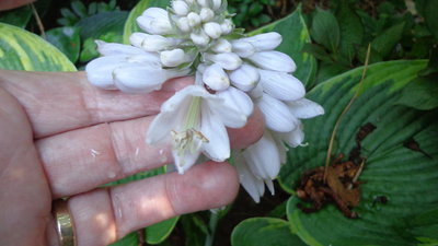 Tokudama Flavocircinalis - June 21, 2013