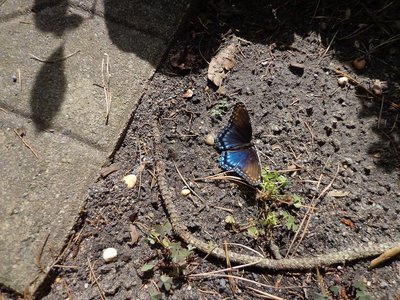 Butterfly  Red-spotted Purple 13 08930.JPG