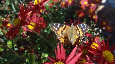 Painted Lady butterfly 12 08715.JPG