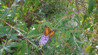 Painted Lady Butterfly 13 01666.JPG