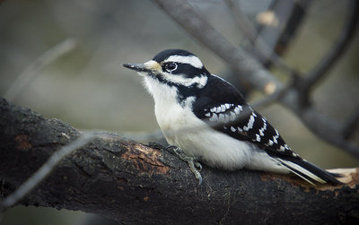 This is the Hairy Woodpecker.  But it is actually the smaller Downy Woodpecker that makes sure she's the only one allowed on the suet.  She doesn't care if the Downy Woodpecker is bigger than her---she just keeps swooping down on the Downy Woodpecker and the male Hairy Woodpecker until they leave!