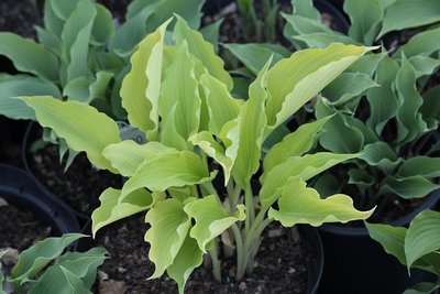 Hosta 'Arno'.jpg