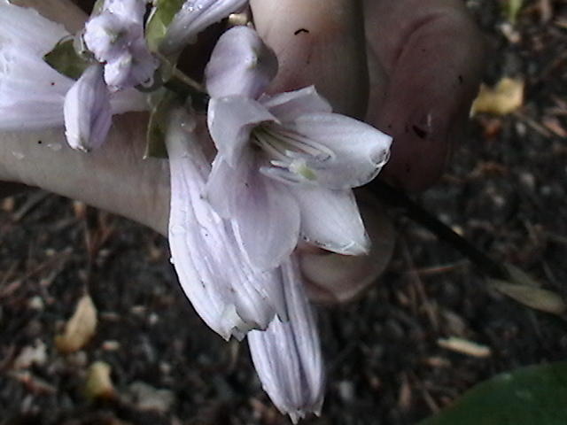 Ghost Spirit flowers - June 9, 2011