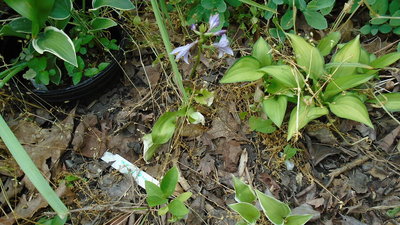 Lemon Lime in flower - May 22, 2015