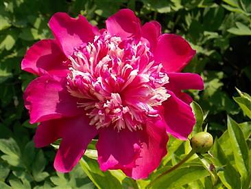 Peony Nellie Saylor (1) (Custom).JPG