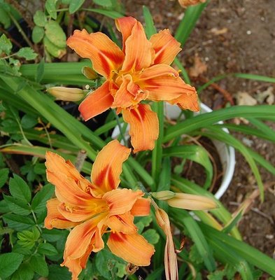 Daylily seedlings.jpg