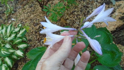 dark green weedling compared with normal hyacinthia flower - July 23, 2015