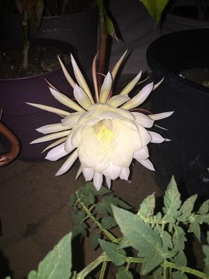 Night-blooming cereus - September 5, 2015