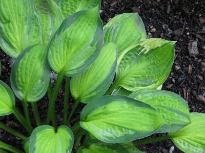 Hosta Captains Adventure 2014-0701 leaf detail1.JPG