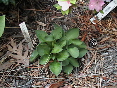 Green Mouse Ears - May 7, 2011