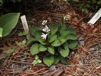 Green Mouse Ears - June 16, 2011