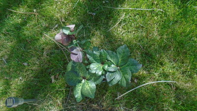 Penny's Pink Lenten Rose - April 18, 2016