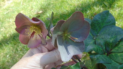 Penny's Pink Lenten Rose - April 18, 2016