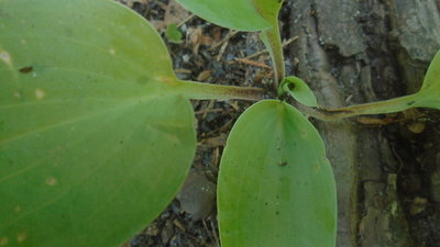 weedling near E - May 31, 2016