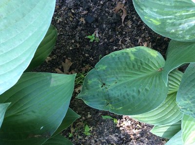 Hosta virus