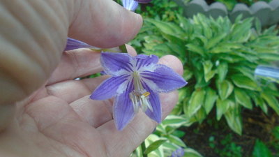 Purple Bouquet - July 8, 2016