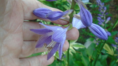 Purple Bouquet - July 8, 2016