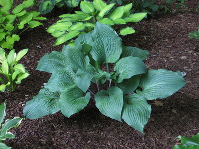 Hosta Dragons Eye.JPG