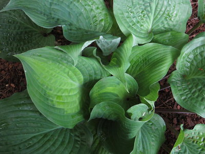 Hosta Dragons Eye sport.JPG