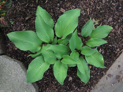 Hosta Harry Van de Laar 2.JPG