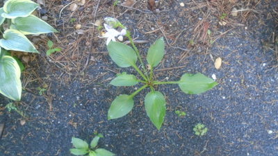 maybe Fortunei Hyacinthina weedling - July 12, 2016