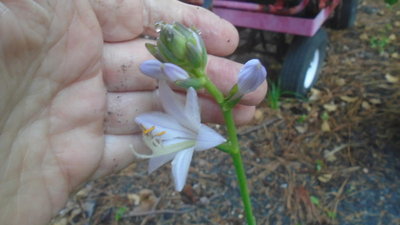 maybe Fortunei Hyacinthina weedling - July 12, 2016