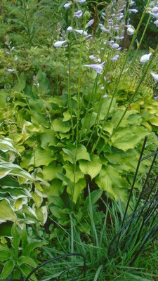 Front lawn garden weedling - July 24, 2016