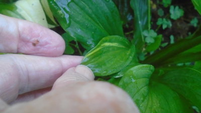 Front lawn garden weedling - July 24, 2016