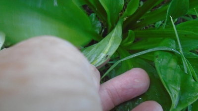 Front lawn garden weedling - July 24, 2016