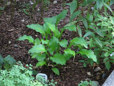 Hosta Lakeside Sparkle Plenty.JPG