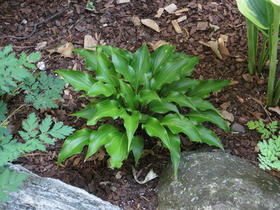 Hosta Raspberry Sorbet 1.JPG