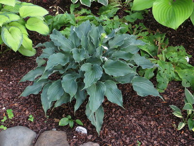 Hosta Restless Sea.JPG