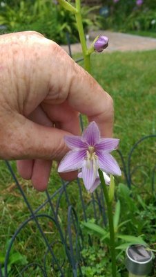 Front lawn weedling -2 - August 10, 2016