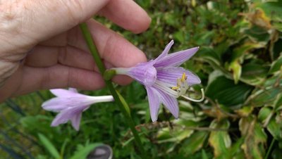 Front lawn weedling -2 - August 10, 2016