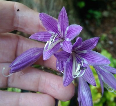 Kiwi Leap Frog flowers - August 20, 2016