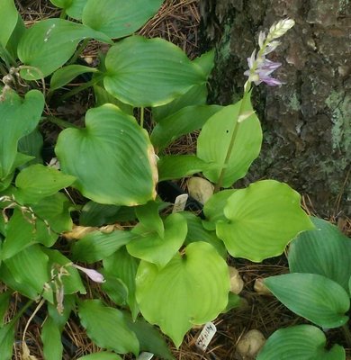 might be a longipes latifolia seedling - September 13, 2016