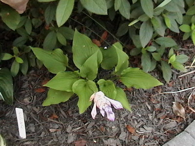 capitata - June 21, 2010