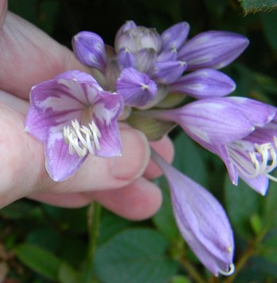 capitata - June 13, 2011