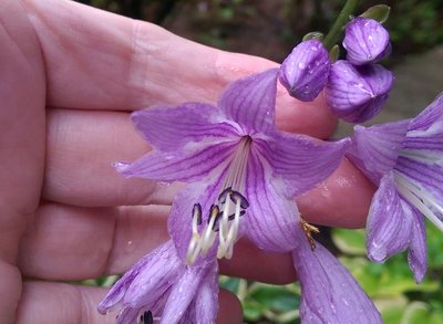 Back Lawn Garden weedling #3 - August 12, 2017