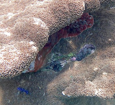 Elkhorn coral (close-up) with juvenile yellow-tailed damsel.