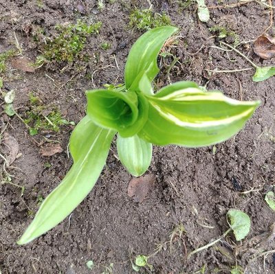 Front Lawn Weedling V-3 - April 29, 2018