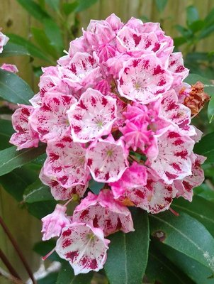 Mountain Laurel &quot;Olympic Fire&quot; - June 8, 2018