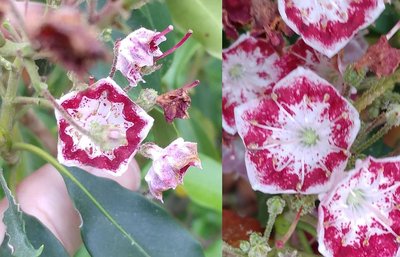 Mountain Laurel &quot;Bullseye&quot; on the left - June 10, 2018