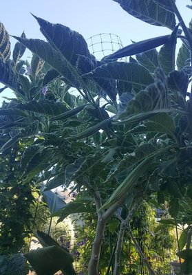 Brugmansia Shorty's Variegated